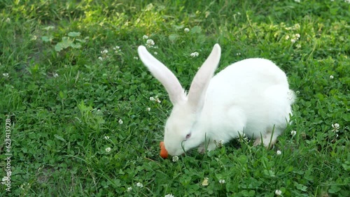 White rabbit on green grass eats a carrot. Small fluffy Easter Bunny with long ears in the meadow. Innocent animal friends and respect for nature. Symbol of easter day. Slow motion.