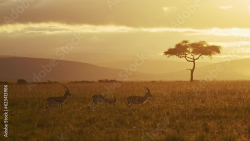 Gazelles watching over the savanna with mountains and clouds rolling, across the sky as the sun goes down, African Wildlife in Maasai Mara National Reserve, Kenya, Africa Safari Animals