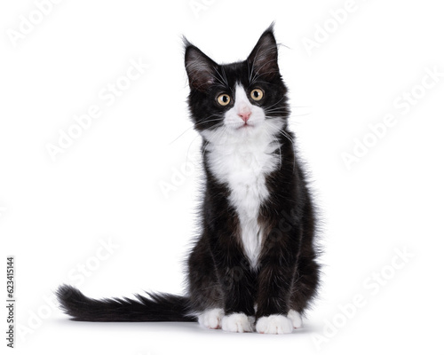 Cute black with white tuxedo Maine Coon cat kitten with naughty expression, sitting up facing front. Looking towards camera. Isolated on a white background.