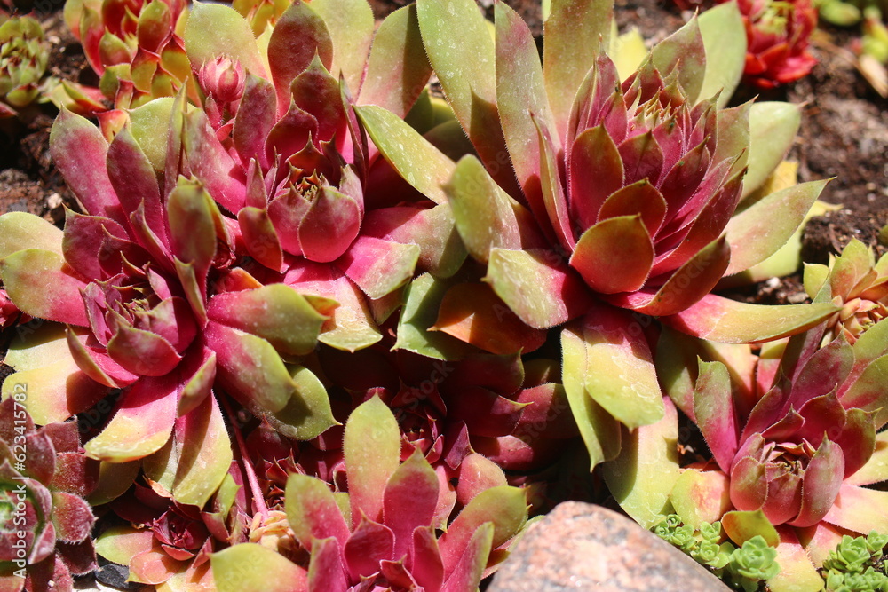 Fototapeta premium rojnik Tesoro sempervivum