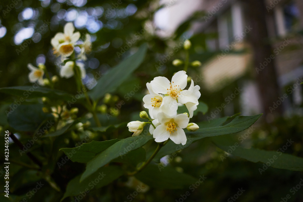 Photo of flowering shrub mock orange White flower.