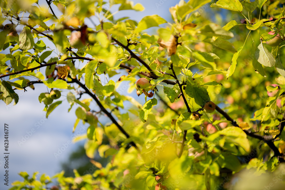 Apple tree Apple tree