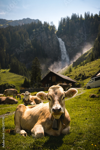 Murais de parede portrait of a swiss cow on a alpine meadow in front of a waterfall