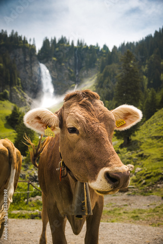 a swiss cow in front of Stäuber Waterfall in Schächental, Uri in summer