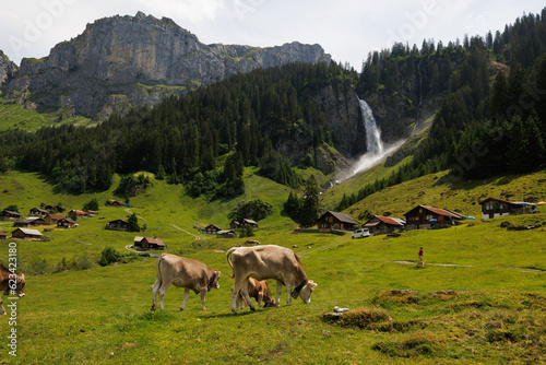 herd of cows on a alpine meadow in Switzerland
