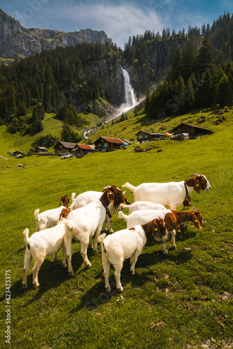 goat herd on a alpine meadow in front of a waterfall, switzerland