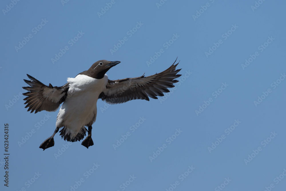Fototapeta premium Common murre about to land