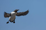 Common murre about to land