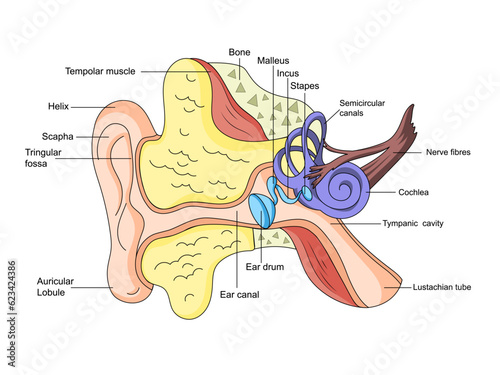 Human ear structure scheme medical vector illustration. Educational material
