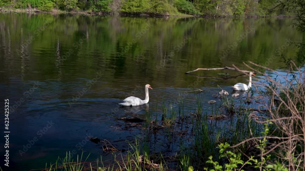 swans elegantly swimming in a pond swans elegantly swimming in a pond