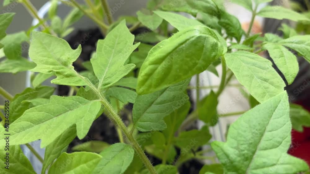 Seedlings on the balcony at home. Shoots and plants growing on the windowsill. Seedlings on the balcony at home. Shoots and plants growing on the windowsill.