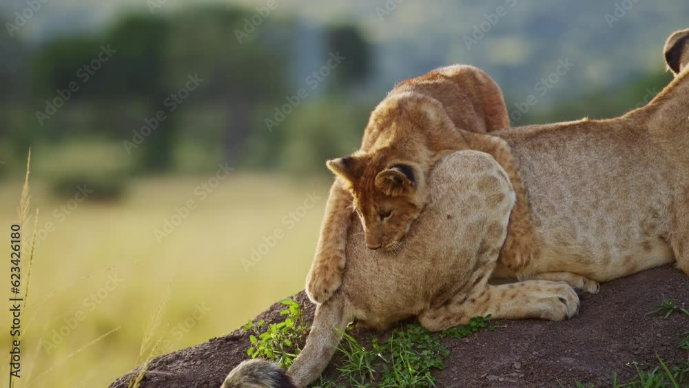 Slow Motion of Funny Animals, Cute Baby Lion Cub Playing with Lioness Mother in Africa in Masai Mara, Kenya, Pouncing on Tail on African Wildlife Safari, Animal Behaviour in Maasai Mara Slow Motion of Funny Animals, Cute Baby Lion Cub Playing with Lioness Mother in Africa in Masai Mara, Kenya, Pouncing on Tail on African Wildlife Safari, Animal Behaviour in Maasai Mara