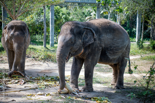 Canvas Print elephants in the zoo