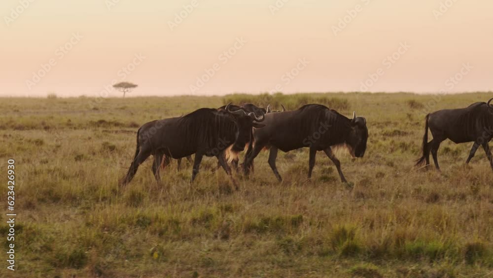 Slow Motion of Wildebeest Herd on Great Migration in Africa between Masai Mara in Kenya and Serengeti in Tanzania, African Wildlife Animals Walking in Orange Sunset Golden Hour Sunset Light
