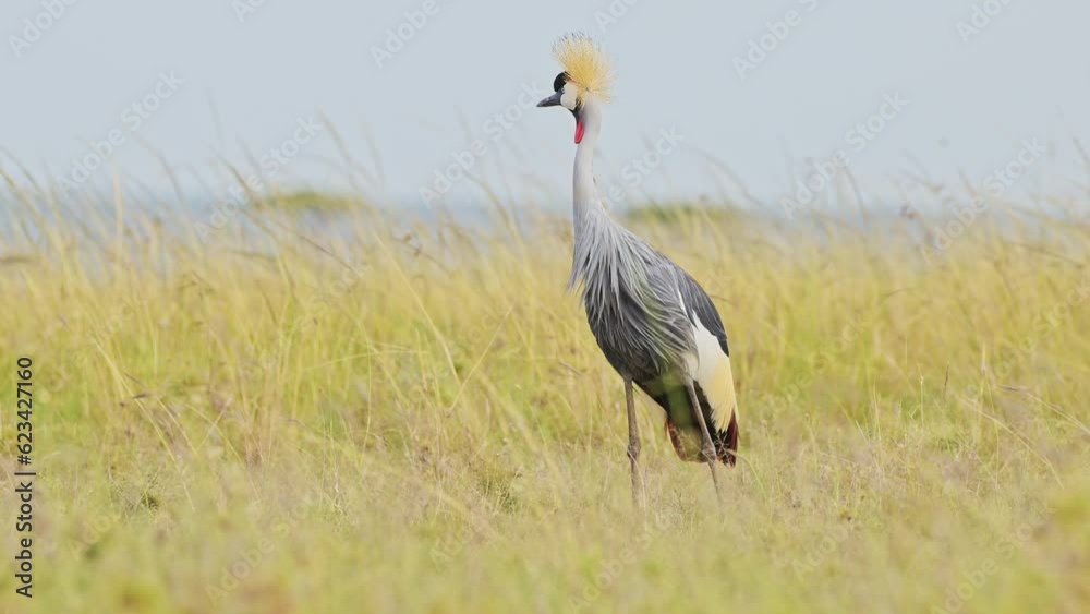 Grey Crowned Crane eating and grazing across the empty windy plains of the Maasai Mara National Reserve, Kenya, Africa Safari Birds in Masai Mara North Conservancy Grey Crowned Crane eating and grazing across the empty windy plains of the Maasai Mara National Reserve, Kenya, Africa Safari Birds in Masai Mara North Conservancy