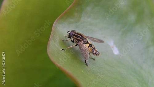 Hoverfly (Helophilus pendulus - female) defecating on a water lily leaf in a pond. July, Kent, UK (Slow motion - x5) photo