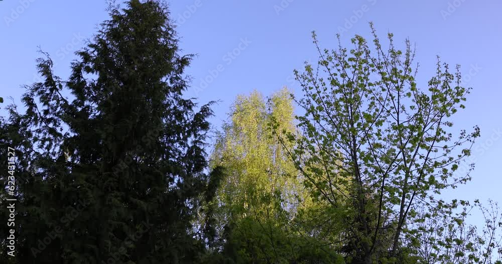 deciduous trees with green foliage in the spring season, sunny weather in the spring season in the park deciduous trees with green foliage in the spring season, sunny weather in the spring season in the park