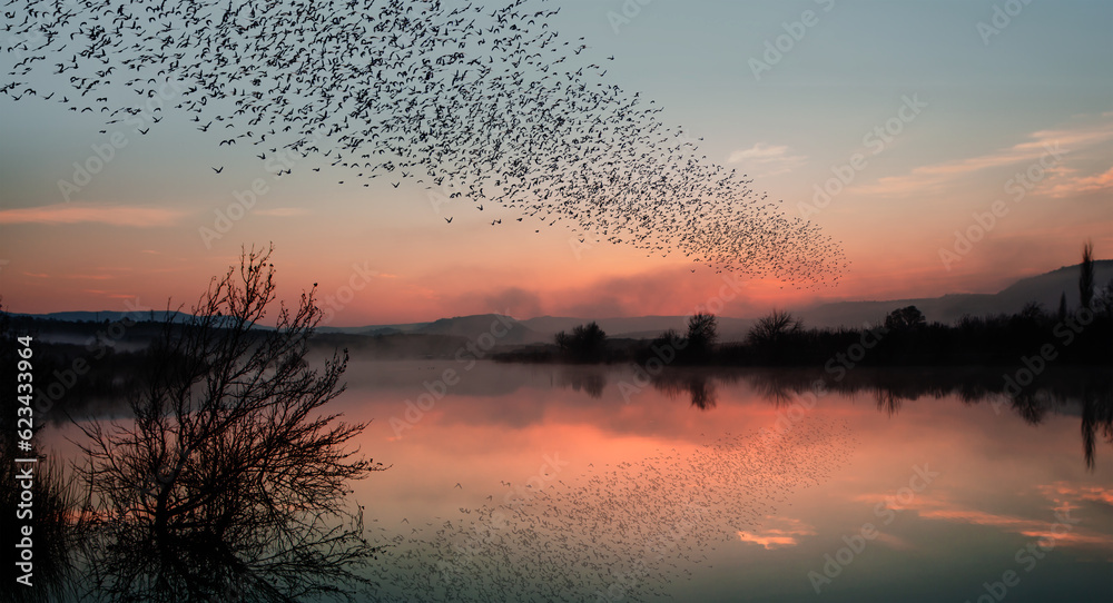 Obraz premium Silhouette of starling birds flying over the lake at amazing sunset