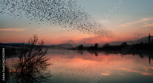 Fototapeta Naklejka Na Ścianę i Meble -  Silhouette of starling birds flying over the lake at amazing sunset