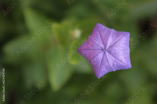 Japanese bluebell in bloom, close up.