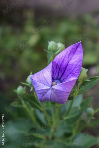 Japanese bluebell in bloom, close up.