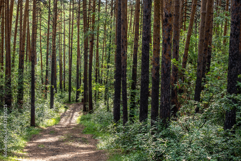 A path for walking through the green forest. A path for walking through the green forest.