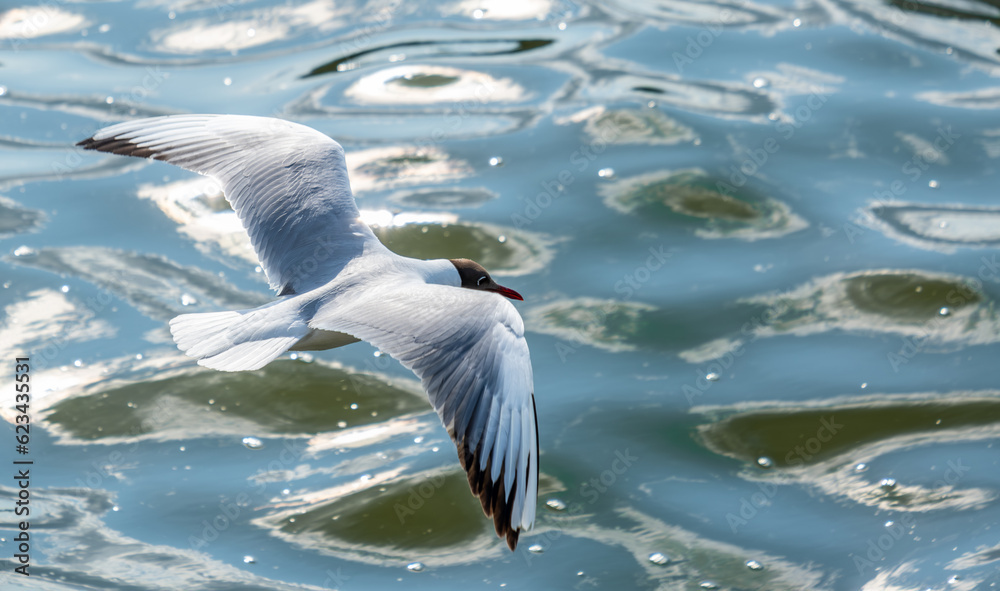 A seagull flies to us with sea waves in close-up.
