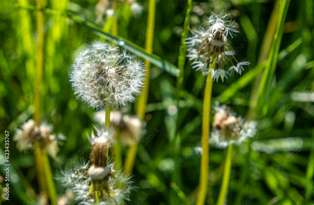Dandelion in the field on a summer day. Dandelion in the field on a summer day.