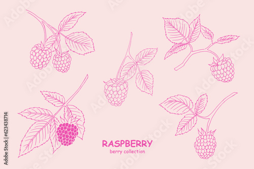 Raspberry, berry , logo,berries , raspberry branch , doodle ,line art, sketch, drawing, illustration, raspberries and leaves, package logo