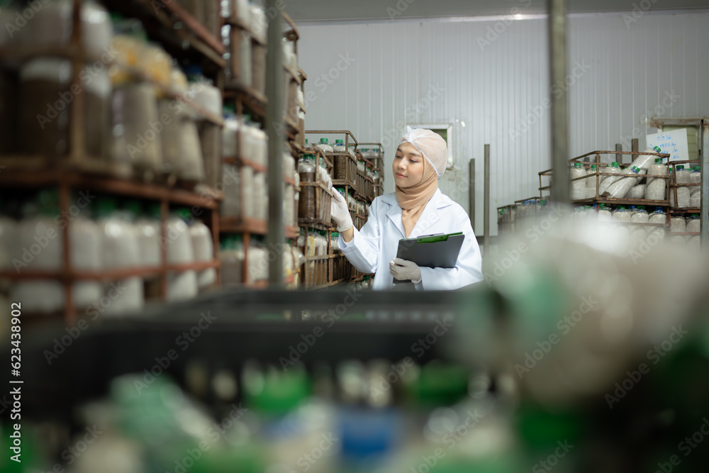 Young asian muslim female scientist doing research at a mushroom factory, examining mushroom leavening agent in a sterile and temperature-controlled room.