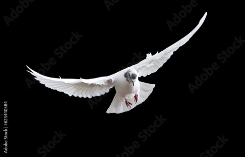 white dove spread its wings, flies on a black background