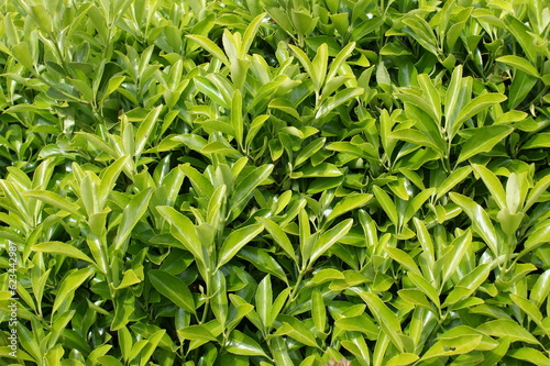 Leaves of a decorative bush. Green natural background