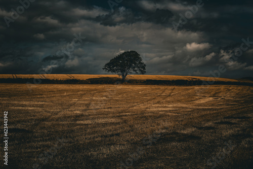 A sold tree stands alone in a barren field with heavy cloud above photo