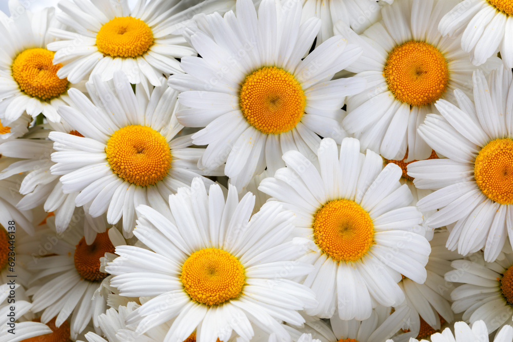 Obraz premium field daisies for decoration and aromatic medicine