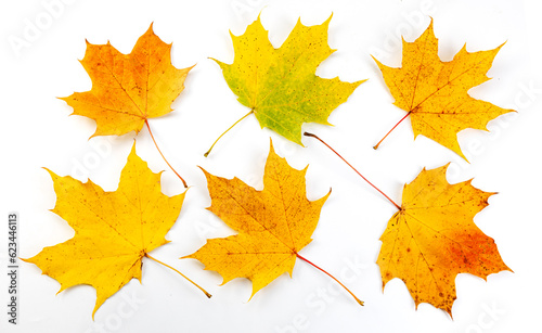 Set of beautiful colorful autumn leaves isolated on white