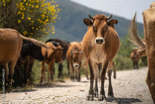 Cow Road Block