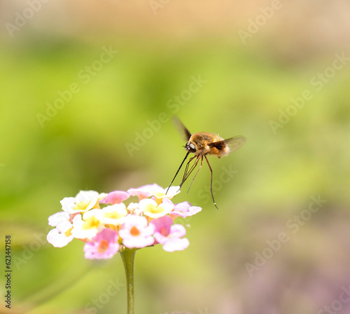 Bee Fly on a flower