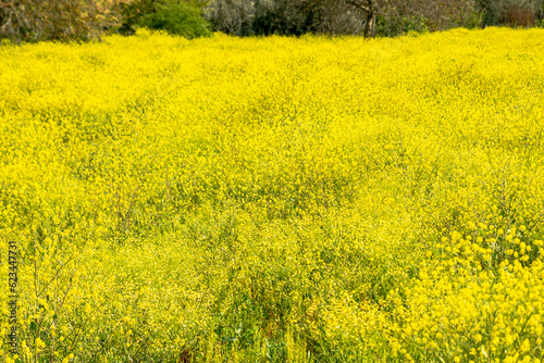 field nature spring yellow flower , Many yellow flowers in a green grass
