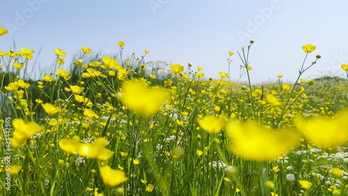Beautiful wild field with yellow flowers in the wind