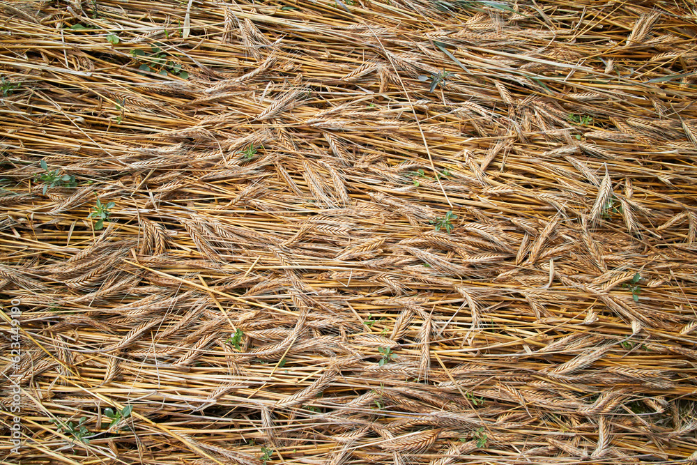 straw on the field, no-till concept straw on the field, no-till concept