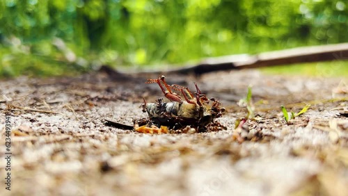 Ants eat chafer in the forest. Macro wiev