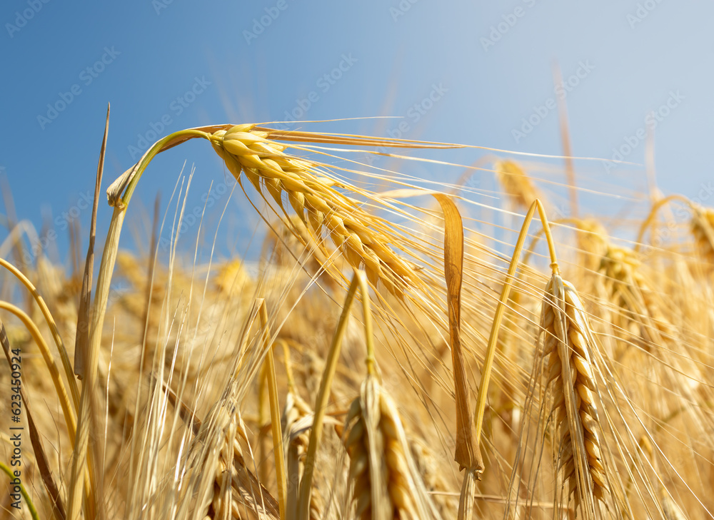 Summer landscape background with ears of wheat against the background of the sky. Wheat field Summer landscape background with ears of wheat against the background of the sky. Wheat field