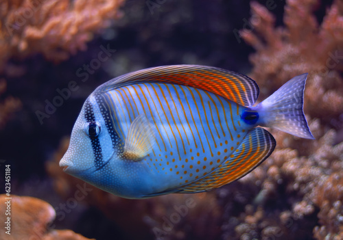 Colorful tropical reef fish Sailfin Tang. Selective focus, blurred background