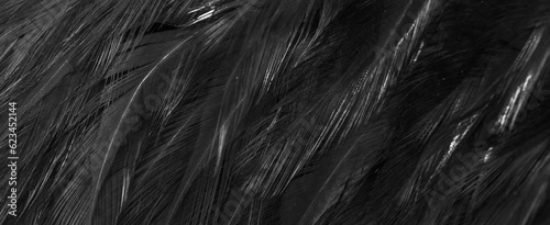 black feathers with an interesting pattern. background © Krzysztof Bubel