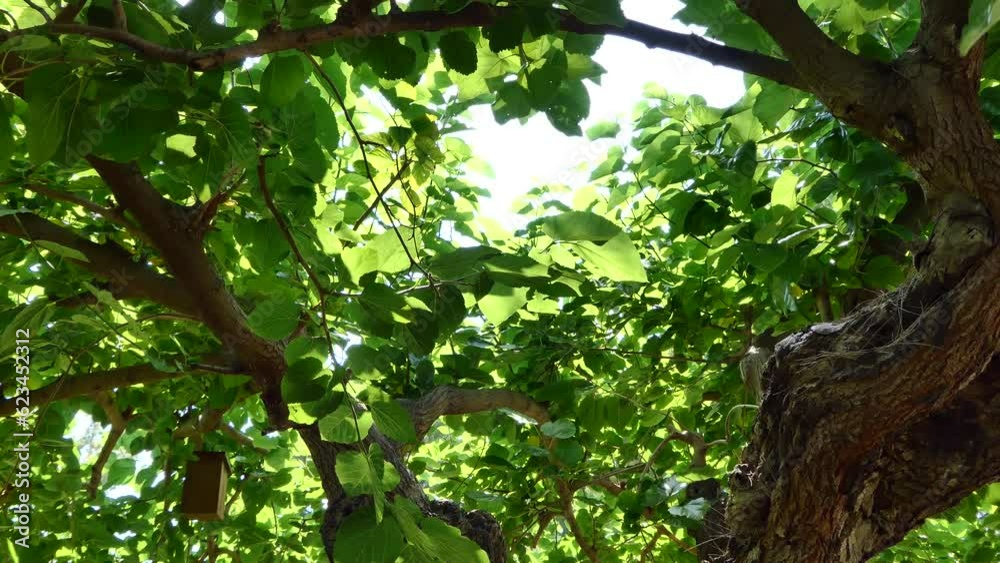 green leaves of the tree swaying in the wind. 4k video capture
green leaves of the tree swaying in the wind. 4k video capture