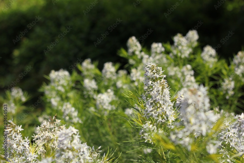 flowers in the grass flowers in the grass