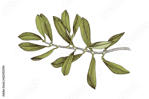 Olive branch with on white background