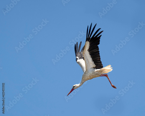 Stork in flight