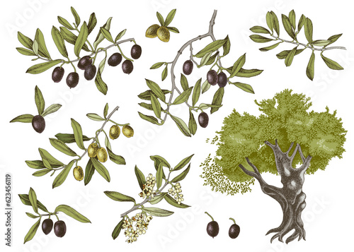Vector olive set isolated on white