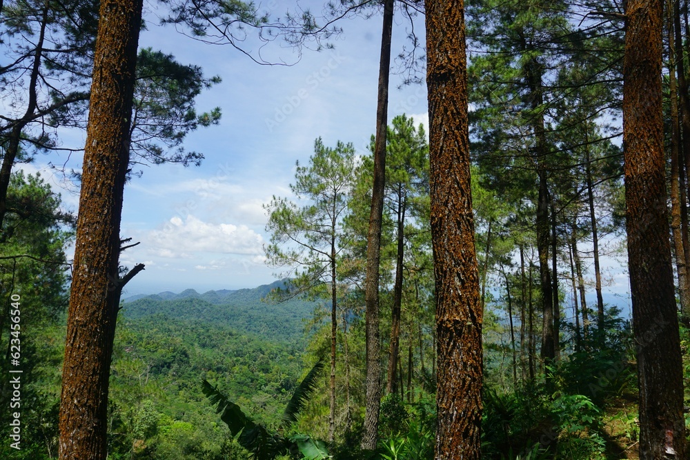 Obraz premium Indonesian Pine Tree Scenery on Sunny Day